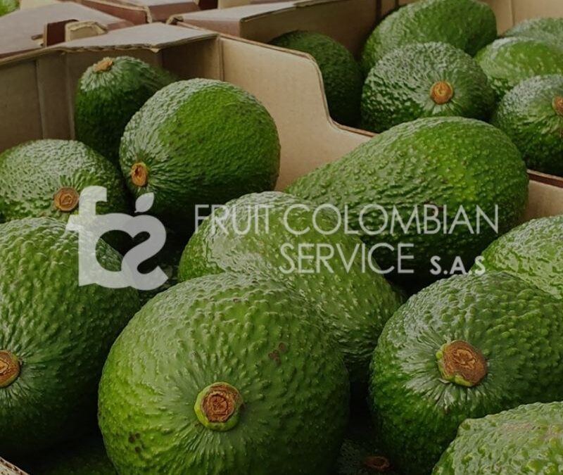 Diseño y programación sitio web Fruit Colombian Service