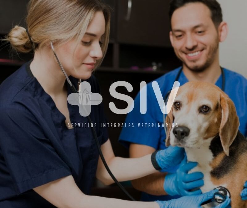 Rediseño marca y sitio web SIV Mascotas