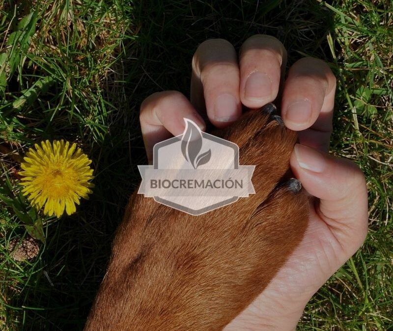 Diseño marca y sitio web Bio Cremación de mascotas